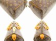 Photo6: LOUIS VUITTON Monogram Leather Brown Hand Bag Purse Speedy35 #4729